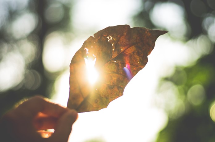 A person holding a tree leaf to the light