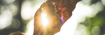 A person holding a tree leaf to the light
