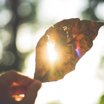 A person holding a tree leaf to the light
