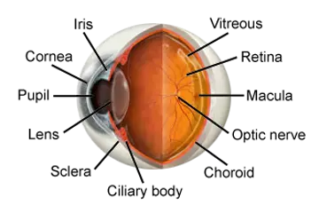 Diagram showing normal eye anatomy