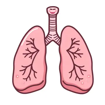 Cartoon Style Close Up Of A a pair of lungs