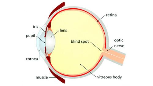 Diagram of the cross section of the human eye