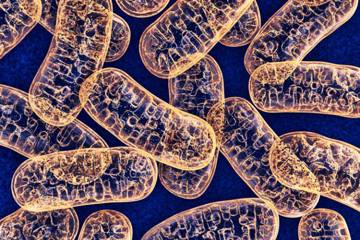 Image of mitochondria under a microscope